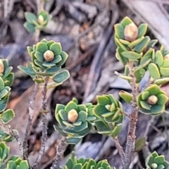 Brachyloma daphnoides (Daphne Heath) at Numeralla, NSW - 7 Sep 2023 by trevorpreston