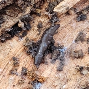 Parakontikia ventrolineata at Numeralla, NSW - 7 Sep 2023