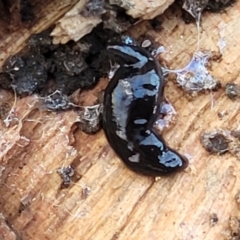 Parakontikia ventrolineata at Numeralla, NSW - 7 Sep 2023