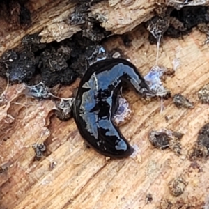 Parakontikia ventrolineata at Numeralla, NSW - 7 Sep 2023