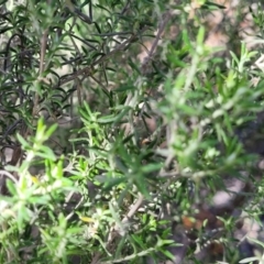 Chrysocephalum semipapposum at Numeralla, NSW - 7 Sep 2023