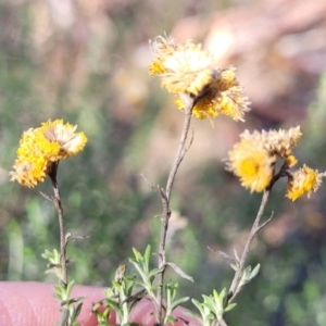 Chrysocephalum semipapposum at Numeralla, NSW - 7 Sep 2023