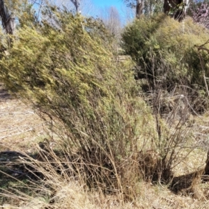 Bertya rosmarinifolia at Numeralla, NSW - 7 Sep 2023 12:38 PM