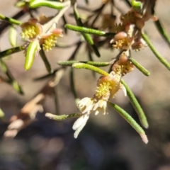 Bertya rosmarinifolia at Numeralla, NSW - 7 Sep 2023 12:38 PM