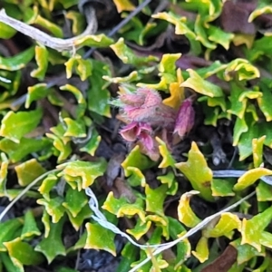 Dodonaea procumbens at Numeralla, NSW - 7 Sep 2023