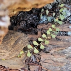 Asplenium flabellifolium (Necklace Fern) at Coornartha Nature Reserve - 7 Sep 2023 by trevorpreston