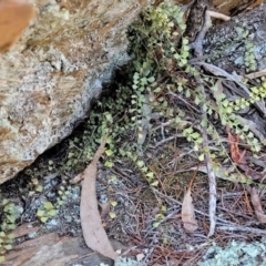 Asplenium flabellifolium at Glen Fergus, NSW - 7 Sep 2023