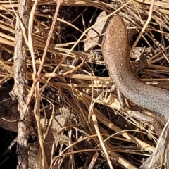 Lampropholis guichenoti (Common Garden Skink) at Glen Fergus, NSW - 7 Sep 2023 by trevorpreston