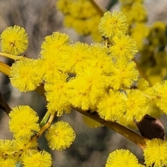 Acacia rubida (Red-stemmed Wattle, Red-leaved Wattle) at Glen Fergus, NSW - 7 Sep 2023 by trevorpreston