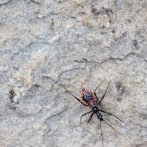 Reduviidae (family) at Glen Fergus, NSW - 7 Sep 2023