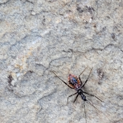 Reduviidae (family) (An assassin bug) at Coornartha Nature Reserve - 7 Sep 2023 by trevorpreston