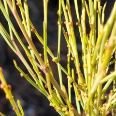 Exocarpos strictus (Dwarf Cherry) at Glen Fergus, NSW - 7 Sep 2023 by trevorpreston