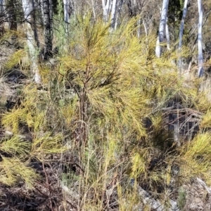 Exocarpos strictus at Glen Fergus, NSW - 7 Sep 2023