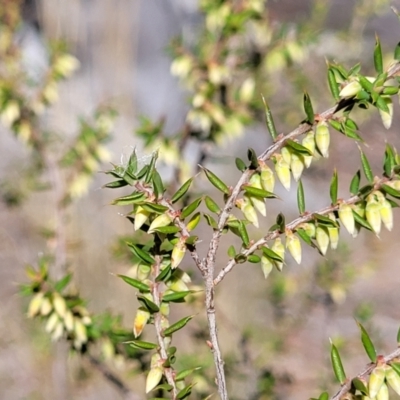 Leucopogon fletcheri subsp. brevisepalus (Twin Flower Beard-Heath) at Glen Fergus, NSW - 7 Sep 2023 by trevorpreston