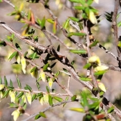 Leucopogon fletcheri subsp. brevisepalus at Glen Fergus, NSW - 7 Sep 2023