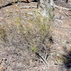 Styphelia fletcheri subsp. brevisepala at Glen Fergus, NSW - 7 Sep 2023