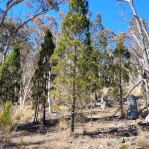 Callitris endlicheri at Glen Fergus, NSW - 7 Sep 2023