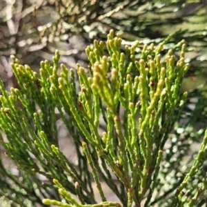 Callitris endlicheri at Glen Fergus, NSW - 7 Sep 2023