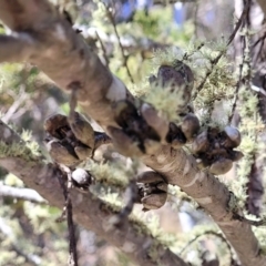 Callitris endlicheri at Glen Fergus, NSW - 7 Sep 2023