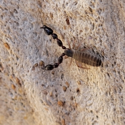 Pseudoscorpiones (order) (False Scorpion, Pseudoscorpion) at Glen Fergus, NSW - 7 Sep 2023 by trevorpreston