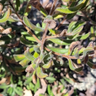 Persoonia rigida (Hairy Geebung) at Glen Fergus, NSW - 7 Sep 2023 by trevorpreston