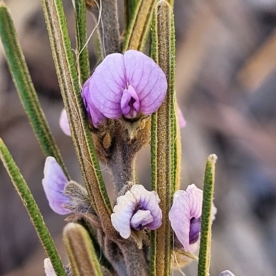 Hovea asperifolia subsp. asperifolia (Rosemary Hovea) at Glen Fergus, NSW - 7 Sep 2023 by trevorpreston