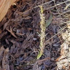 Hovea asperifolia subsp. asperifolia at Glen Fergus, NSW - 7 Sep 2023