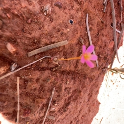 Calandrinia sp. at Gunderbooka, NSW - 28 Aug 2023 by SimoneC