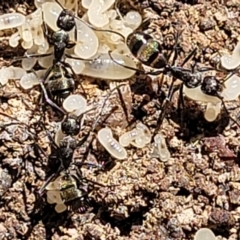Camponotus sp. (genus) (A sugar ant) at Glen Fergus, NSW - 7 Sep 2023 by trevorpreston