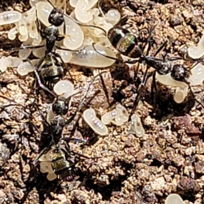 Camponotus sp. (genus) (A sugar ant) at Coornartha Nature Reserve - 7 Sep 2023 by trevorpreston