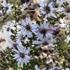 Olearia iodochroa (Violet Daisy-bush) at Glen Fergus, NSW - 7 Sep 2023 by trevorpreston