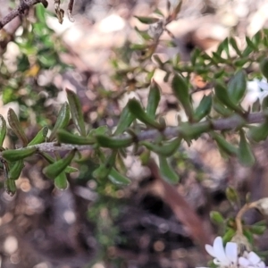 Olearia iodochroa at Glen Fergus, NSW - 7 Sep 2023 11:47 AM