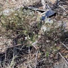 Olearia iodochroa at Glen Fergus, NSW - 7 Sep 2023 11:47 AM