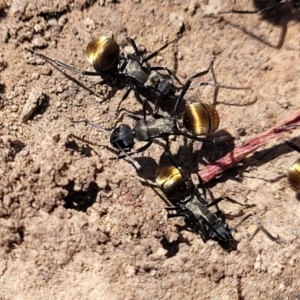 Polyrhachis ammon at Glen Fergus, NSW - 7 Sep 2023 11:45 AM