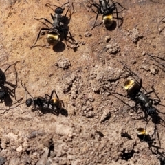 Polyrhachis ammon at Glen Fergus, NSW - 7 Sep 2023 11:45 AM