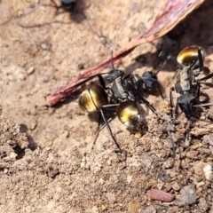 Polyrhachis ammon at Glen Fergus, NSW - 7 Sep 2023 11:45 AM