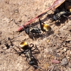 Polyrhachis ammon at Glen Fergus, NSW - 7 Sep 2023 11:45 AM