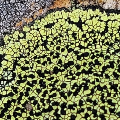 Rhizocarpon geographicum (Yellow Map Lichen) at Coornartha Nature Reserve - 7 Sep 2023 by trevorpreston
