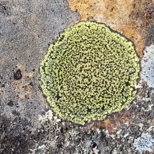 Rhizocarpon geographicum at Glen Fergus, NSW - 7 Sep 2023 11:44 AM