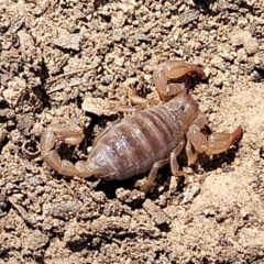 Urodacus manicatus (Black Rock Scorpion) at Coornartha Nature Reserve - 7 Sep 2023 by trevorpreston