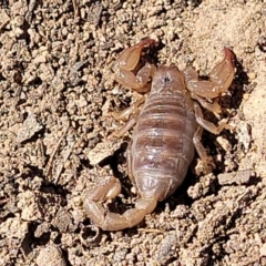 Urodacus manicatus at Glen Fergus, NSW - 7 Sep 2023 11:43 AM