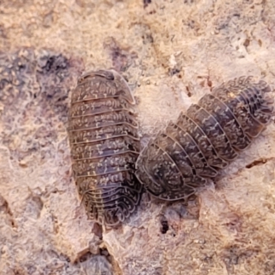 Armadillidae (family) (Woodlice) at Glen Fergus, NSW - 7 Sep 2023 by trevorpreston