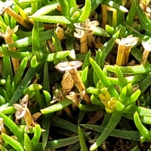 Scleranthus biflorus at Glen Fergus, NSW - 7 Sep 2023