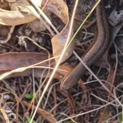 Lampropholis guichenoti (Common Garden Skink) at Glen Fergus, NSW - 7 Sep 2023 by trevorpreston