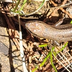 Lampropholis guichenoti at Glen Fergus, NSW - 7 Sep 2023