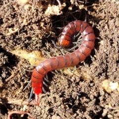 Cormocephalus aurantiipes (Orange-legged Centipede) at Coornartha Nature Reserve - 7 Sep 2023 by trevorpreston