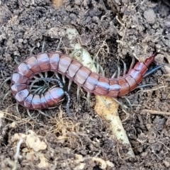 Cormocephalus aurantiipes at Glen Fergus, NSW - 7 Sep 2023 11:36 AM