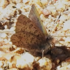 Paralucia spinifera (Bathurst or Purple Copper Butterfly) at Namadgi National Park - 7 Sep 2023 by JohnBundock