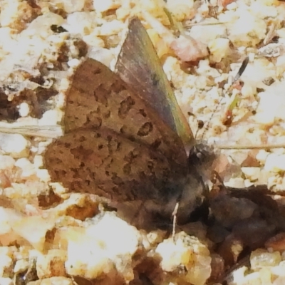 Paralucia crosbyi (Violet Copper Butterfly) by JohnBundock