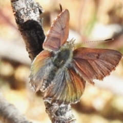 Paralucia spinifera (Bathurst or Purple Copper Butterfly) at Namadgi National Park - 7 Sep 2023 by JohnBundock